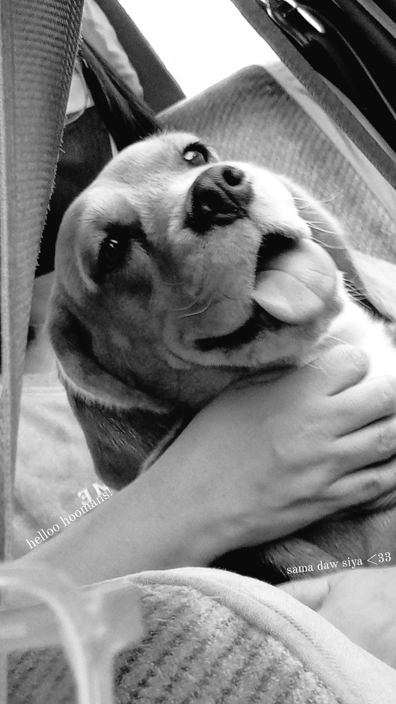 it's been a long and sad day... our dog, sam, just d*ed. Rest in peace, my little angle.