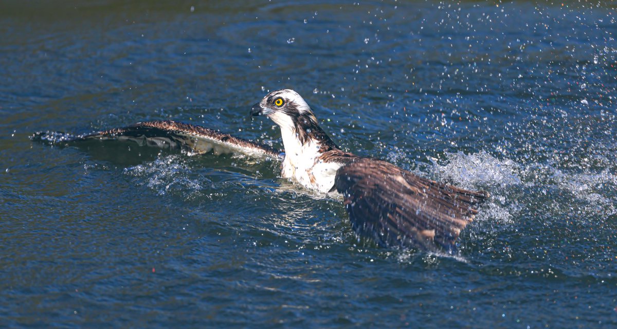 Jeff’s Wildlife Photography tweet media