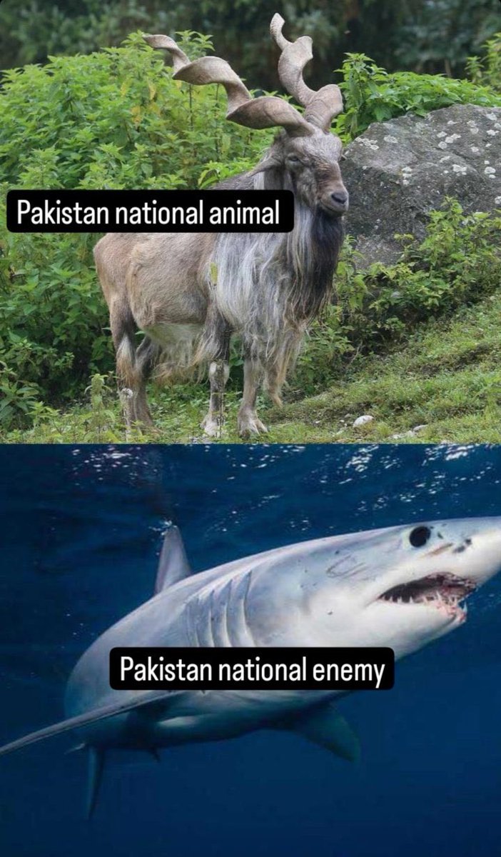iihtishamm's tweet photo. 😂 https://t.co/AeWigfnUnI