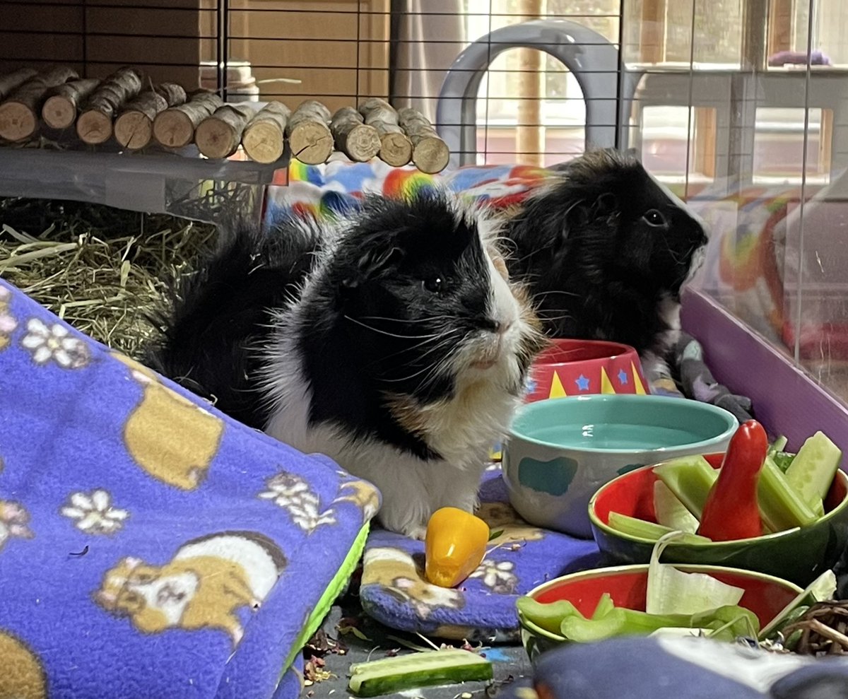 The latest #PaganPathwaysUK blog is looking at the magic that pets can bring (demonstrated here by Rolly and Crump the #guineapigs!) Read it at paganpathways.uk/f/the-magic-of… and please share and subscribe to our blog!

#paganblog #paganwriting #animalspirits #pagan #magic #witch #wicca