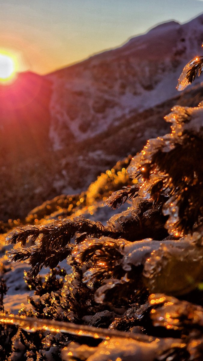 David_GPuerta's tweet image. Bombillas naturales que duran un amanecer. La magia de la naturaleza.