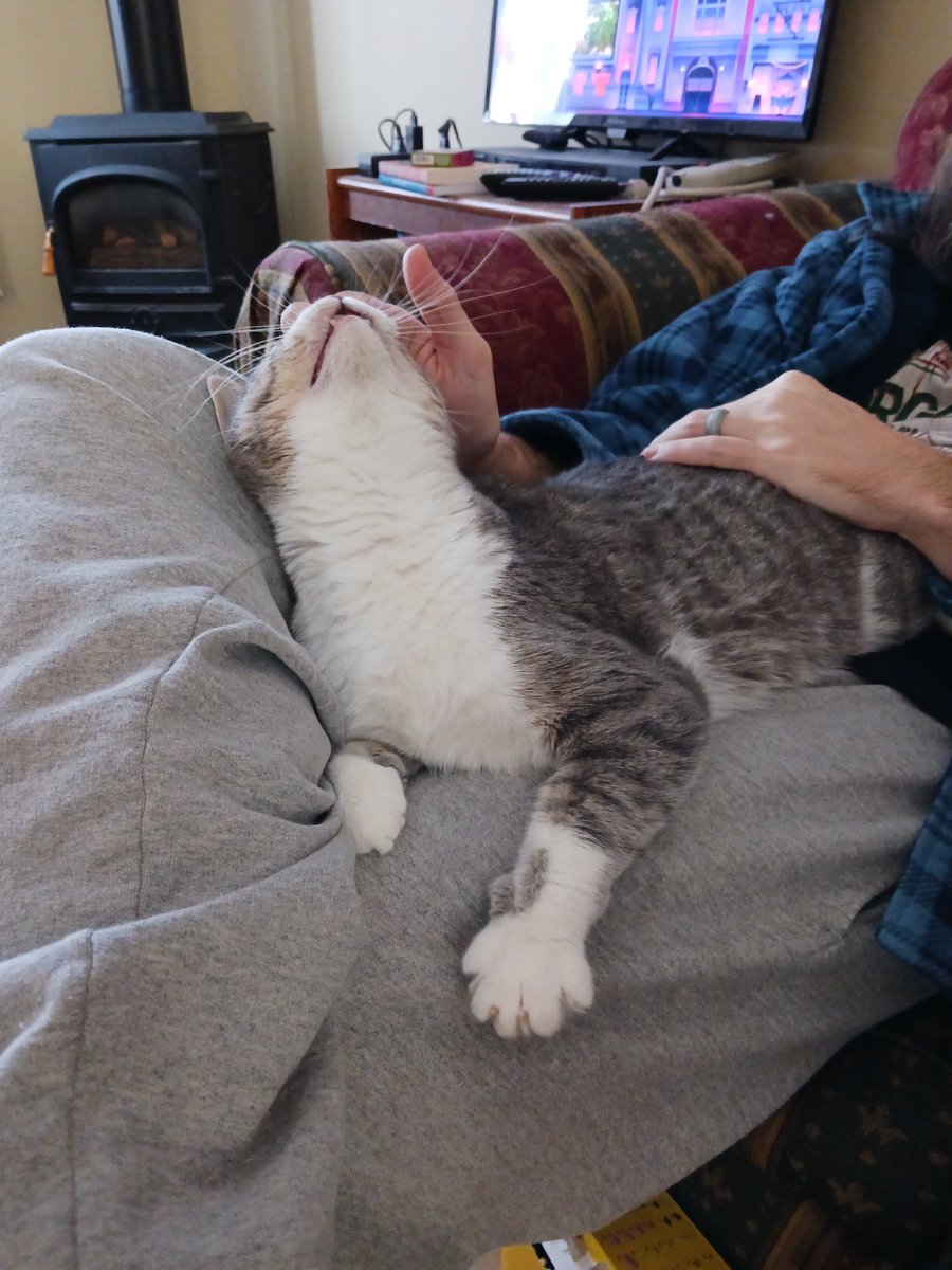 Hard to believe, #CatsOfTwitter, that someone surrendered this creature.