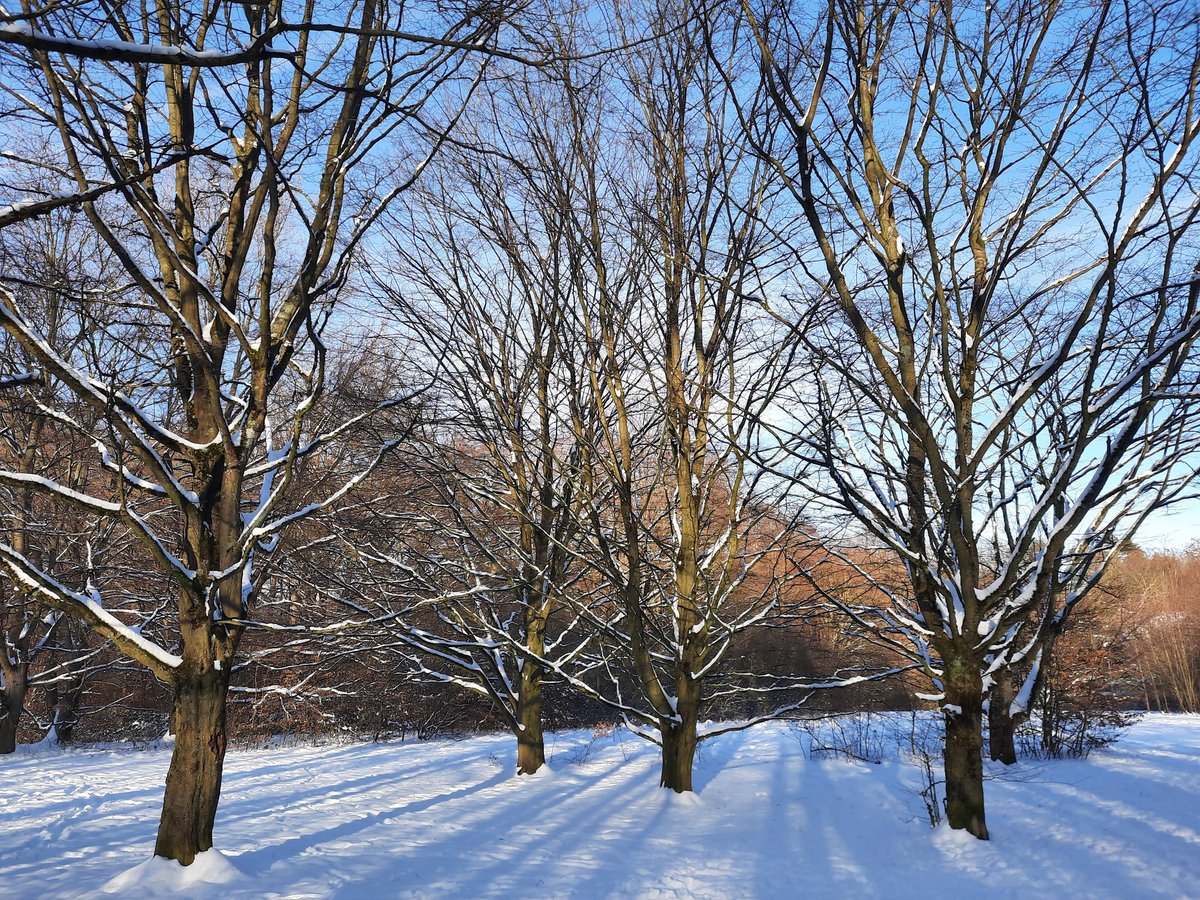 The snow makes the trees look like they're dancing 😊❄️🤍 #winterwonderland #snow #home #Bonn #walk #justwalk