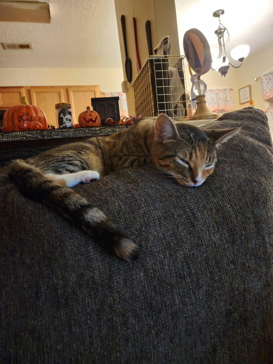 mary_samn's tweet photo. @ShouldHaveCat https://t.co/EE9lQUYrtW