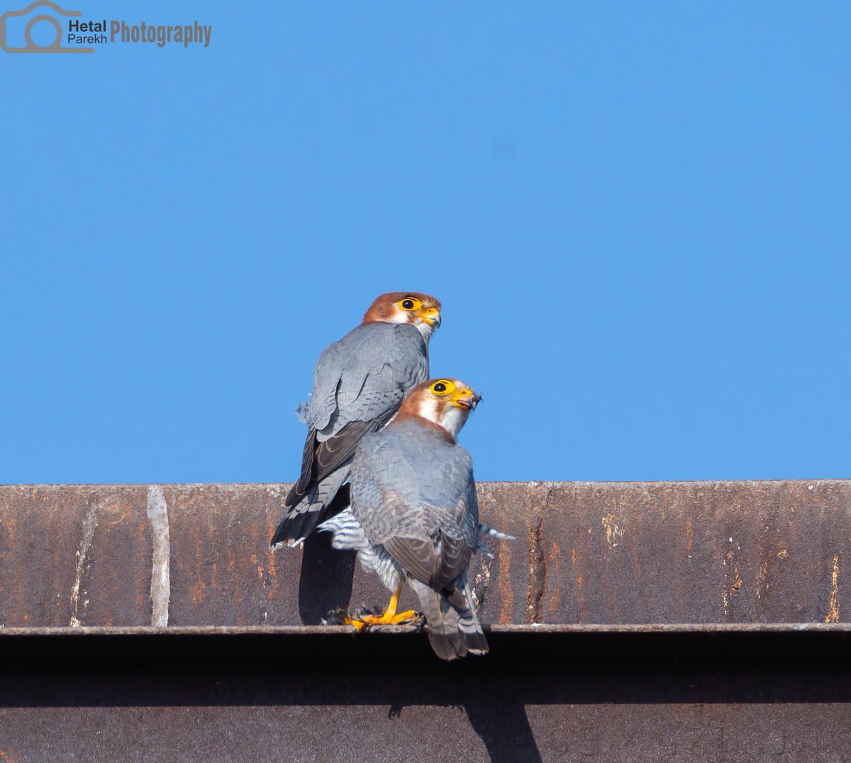 Red-necked Falcon Falco chicquera #BBCWildlifePOTD #birdphotography #bird #birding #BirdsOfTwitter #BirdsPhotography #BirdsSeenIn2024 #BirdTwitter #bnhs #dailypic #IndiAves #natgeoindia #nikonphotograph #NifFeature #nikon #SHUTDOWN #ThePhotoHour #wildlifephotography