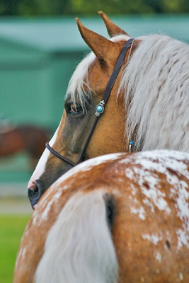 WeltResa's tweet photo. Der #Appaloosa - #Pferd mit einer bewegten Geschichte
Der Appaloosa ist eine #Pferderasse, die durch ihr einzigartiges Aussehen und ihren vielseitigen Charakter beeindruckt. 

https://t.co/w30YG4pfru 
#horse #Animal https://t.co/2ehwjisW2A