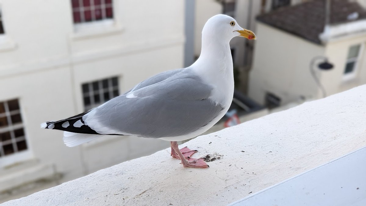 Good morning from a very windy Brighton, I'm back from a 12 hour account lock thanks to Twitter's AI/ML scanner having zero sense of humour, totally pathetic. The gulls were fed early this morning and I went back to bed afterwards. Have a splendid Saturday everyone! #DailySeagull