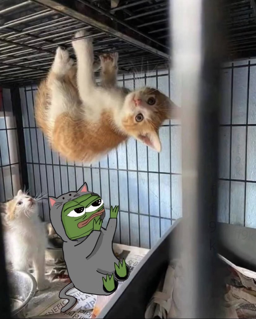 #Caturday 🐈
GM my Frens 🙋🏻‍♀️🌞☕️