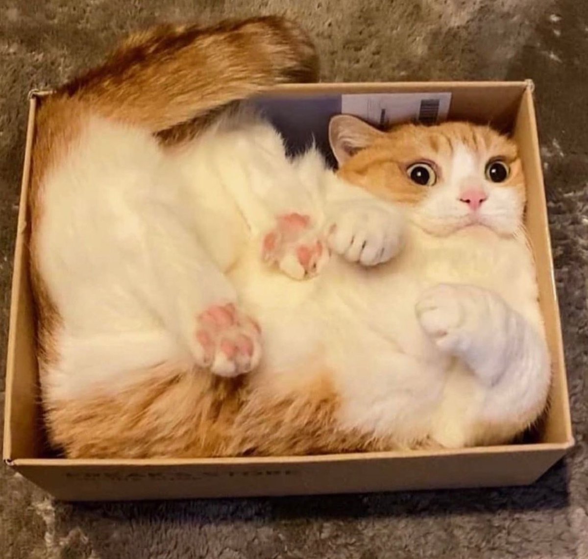 Posts Of Cats (@postsofcats) on Twitter photo 