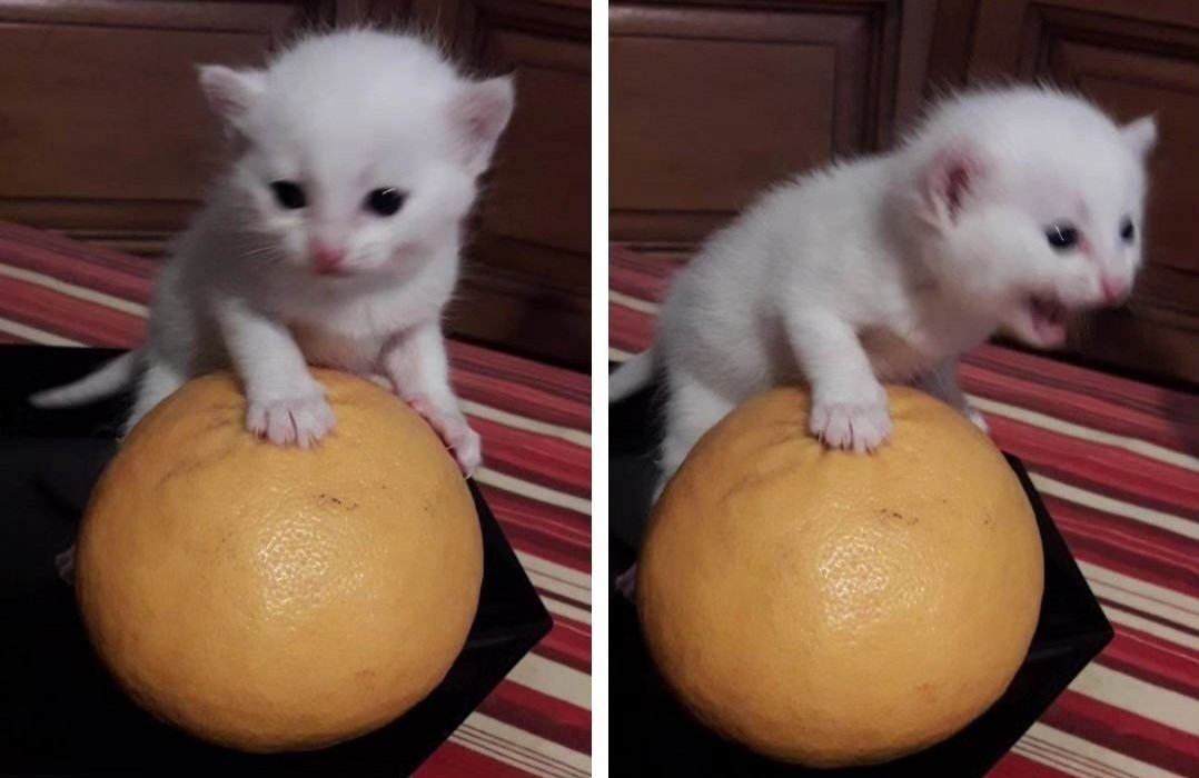 Gamebugio's tweet image. Touching the stone of jas like