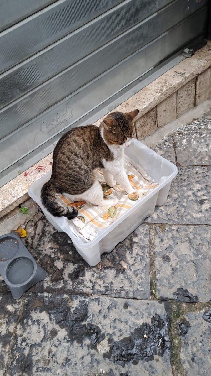 RobertaPapa13's tweet photo. Hanno abbandonato questo micione di 2-3 anni a Napoli centro, gli hanno messo questa scatola di fortuna con dentro un cuscino, ma è buonissimo e meriterebbe una famiglia.
C'è qualcuno che possa stallarlo?
È un abbandono 
Per info 3663761725 https://t.co/QydJgad2hW