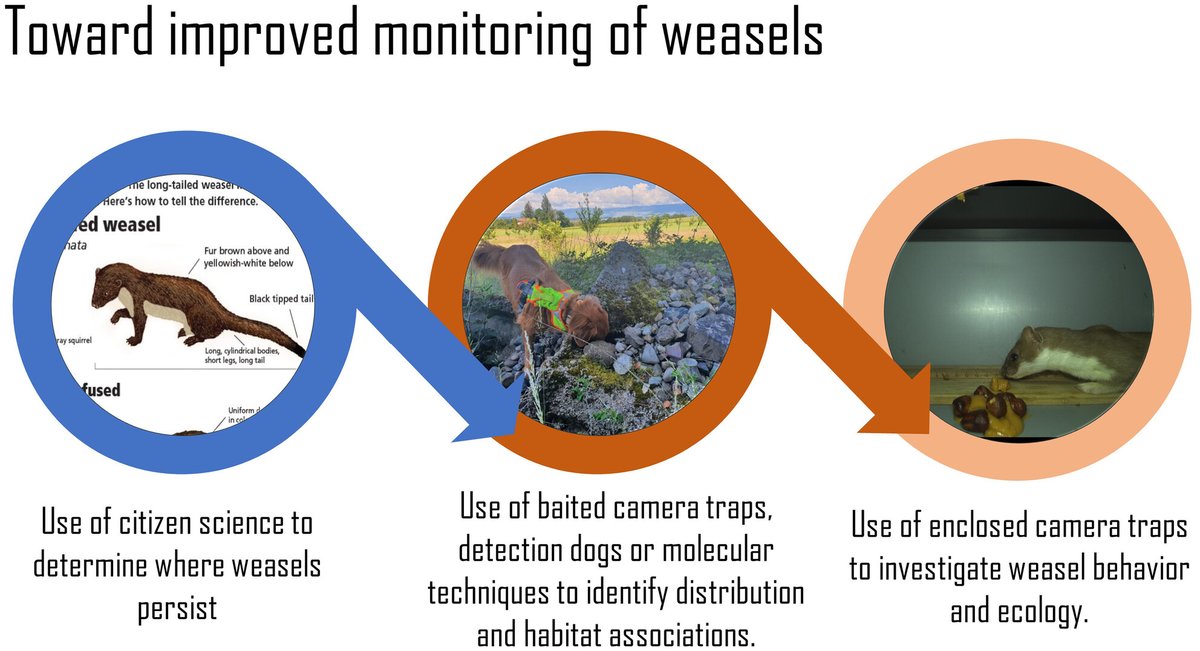 It´s a good weekend! Second New Paper🚨 Last year, we organised the first International Weasel Monitoring Symposium. We now published a review on non-invasive monitoring methods for weasels with the speakers and participants, led by @DavidJachowski onlinelibrary.wiley.com/doi/full/10.11…