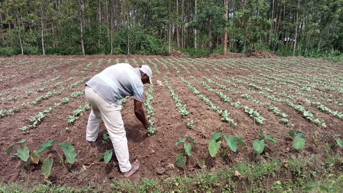 GabrieIngubu's tweet photo. Legumes that grow for food, money and soil enrichment. 
Good for land preparation.
@EP_Agriculture 
@Sawbo
@GYG_YoungGreens 
@AnneLutomia 
@AATFMRCowpea https://t.co/YfBez803ty