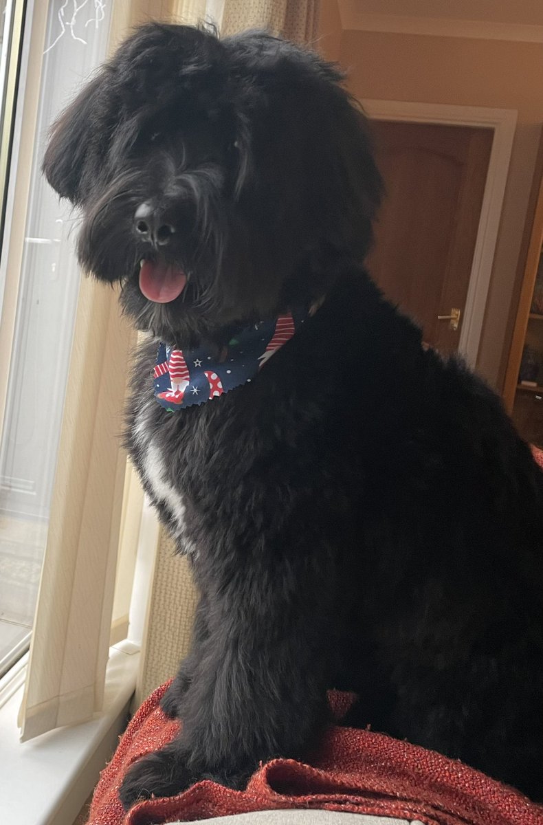 I’ve been missing from twitter/X for a while. Lots of reasons and lots of changes including this wee guy who joined us this year. Meet Gus our Tibetan Terrier. #dogs