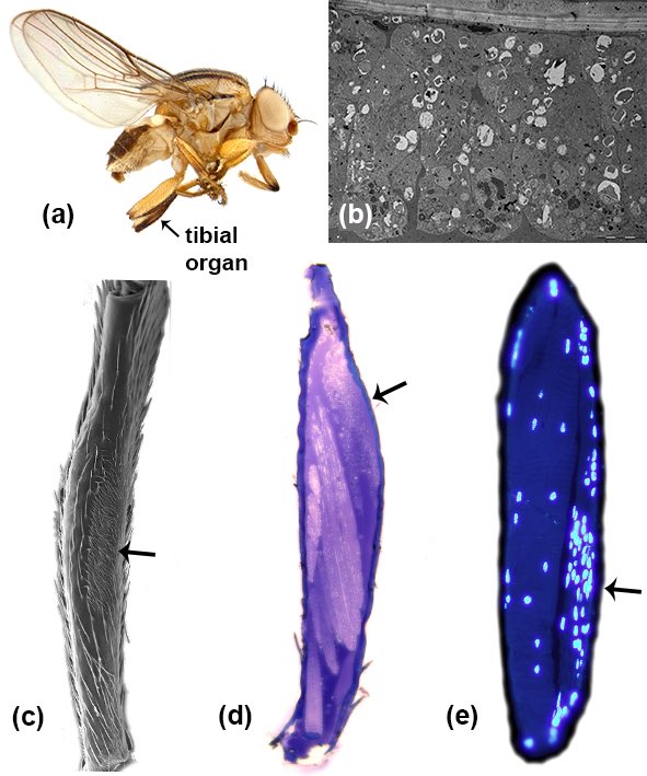 Exciting news in biodiversity research! This groundbreaking study delves into the mysterious tibial organ of grass flies and jackal flies, shedding light on its ultrastructure and function (thread 🧶) 🦟 🪰
doi.org/10.1007/s00435… #ScientificDiscovery #Entomology #Chloropidae
