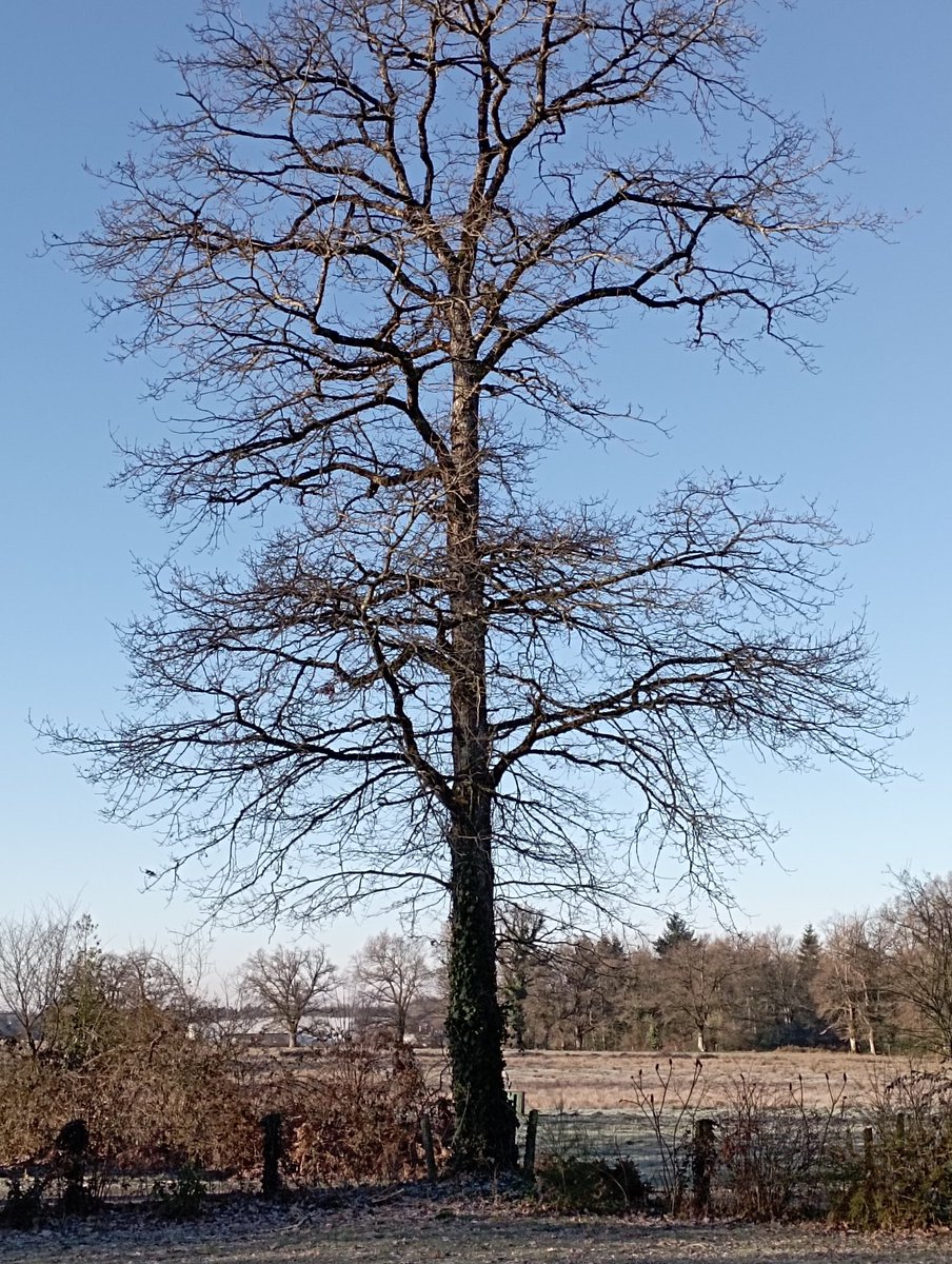 ADel875's tweet photo. #CaCaille 
#ResterSousLaCouette 
#Limousin https://t.co/5EMMUoi1oQ