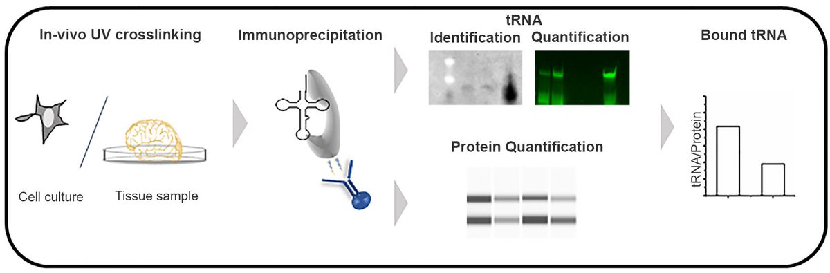 Bio-protocol (@bioprotocolbyte) on Twitter photo Focus on #biochemistry with <a href="/bioprotocolbyte/">Bio-protocol</a>! (Post 4)
Today's discussion will explore the intricacies #tRNAs and #protein interactions!
🔸Conventional RNA quantification falls short due to the varied nucleobase modifications in tRNAs. Our solution? bio-protocol.org/en/bpdetail?id…
🧵👇 Focus on #biochemistry with <a href="/bioprotocolbyte/">Bio-protocol</a>! (Post 4)
Today's discussion will explore the intricacies #tRNAs and #protein interactions!
🔸Conventional RNA quantification falls short due to the varied nucleobase modifications in tRNAs. Our solution? bio-protocol.org/en/bpdetail?id…
🧵👇