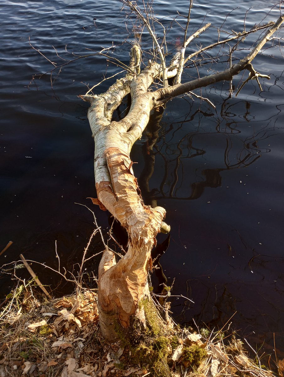 Silver Birch gnawed and nibbled. Is this what Boris meant when he said 'Build Back Beaver'? #Winterwatch #TwitterNatureCommunity #beavers #rewilding #trees #Boris