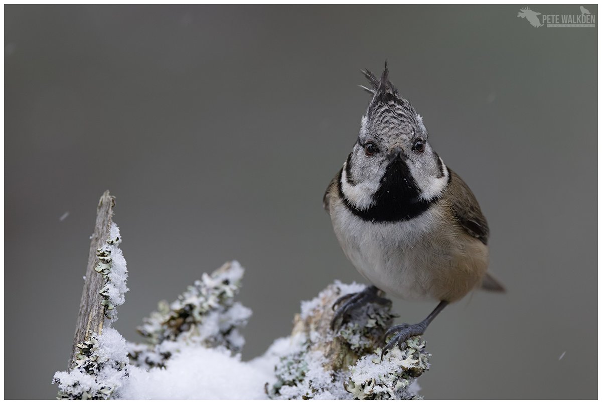 Crested Tit - welcoming me to the woodland on a snowy day here in the Scottish Highlands. #crestedtit #winter #winterwatch #snow #scotland #Highlands #naturelovers #birdphotography #ThePhotoHour