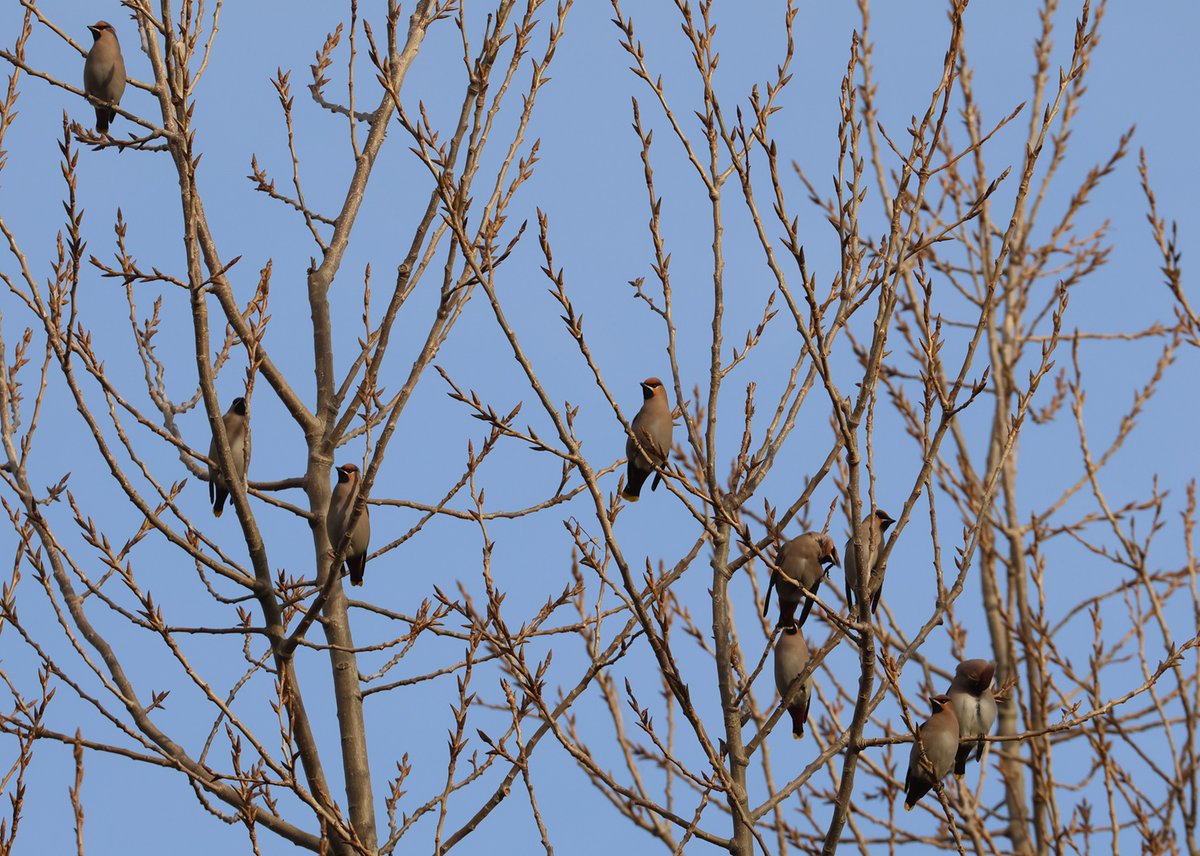 Just about managed to get all 9 Waxwings in view for the camera this morning along Ebbsfleet Lane 😊