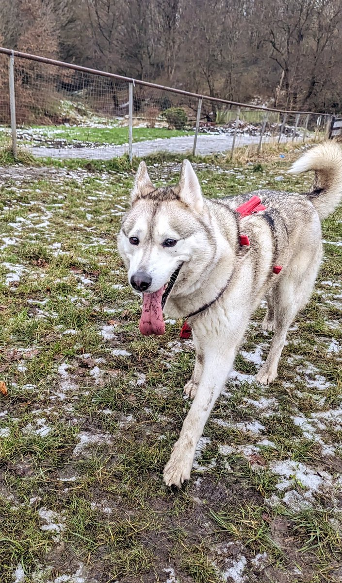 Walking into the weekend like... 
.
.
#WeekendVibes #SaturdayMotivation #dogs #husky