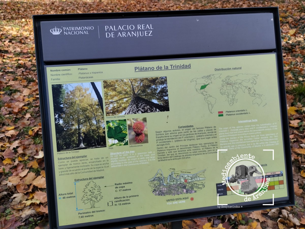 MA_Aranjuez's tweet photo. El árbol más alto de la C Madrid, el Plátano de la Trinidad, Árbol Singular n⁰151, se encuentra en los Jardines de Aranjuez, si venís no perdáis la oportunidad de alzar la mirada hacia su inmensa copa, más de 220 años, 48m, diám copa 17m, perím tronco 7,6m
#BiodiversidadAranjuez https://t.co/K48brOzNa4