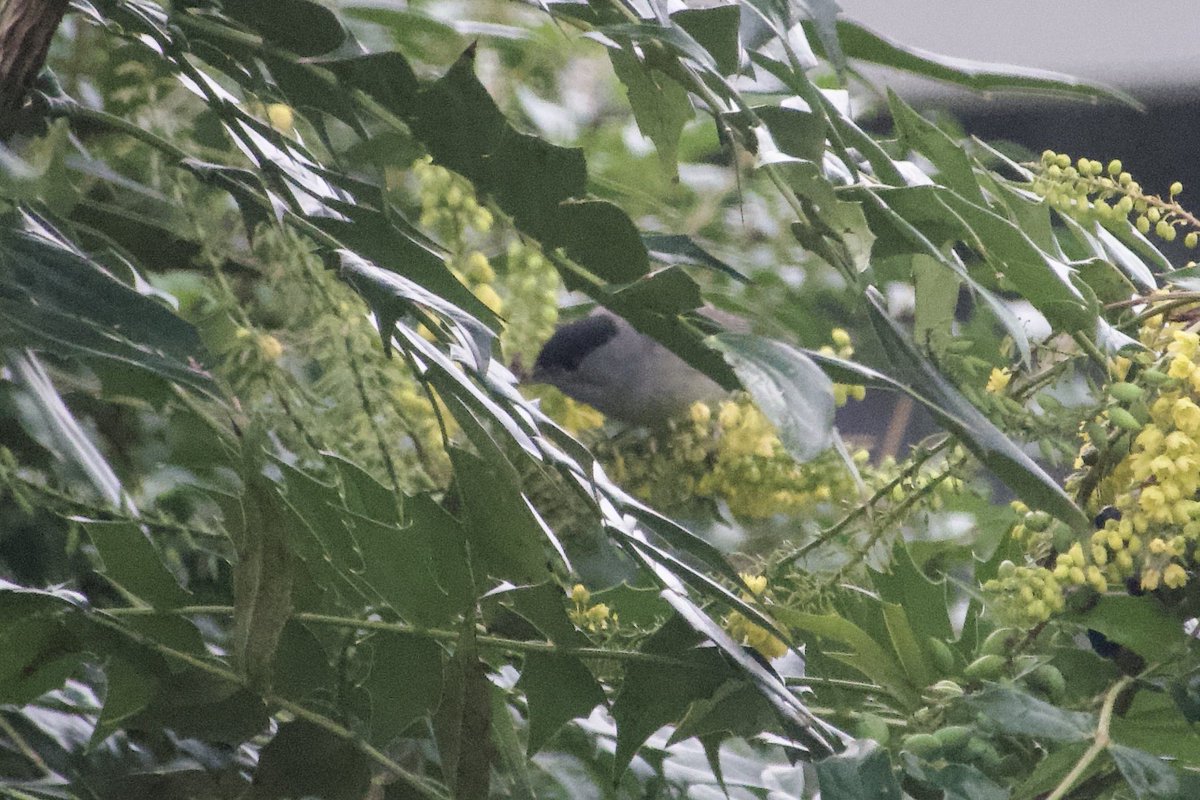 Nickyberllan's tweet photo. Record shot of the overwintering blackcap in the garden N Cardiff, first appearance in 2023 #lovingmahonia #glambirds https://t.co/FmG0JM1Zyk
