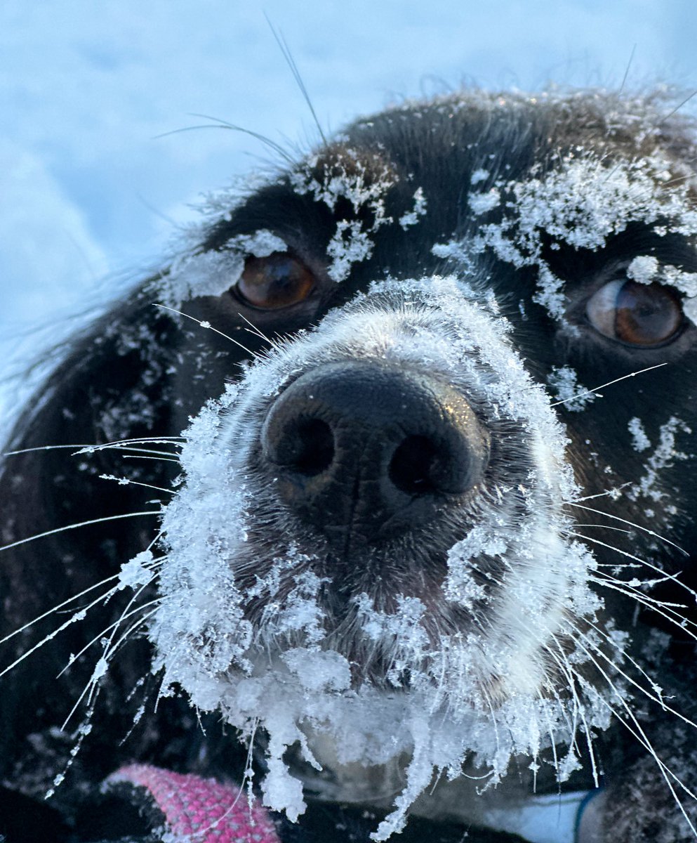 SannaJaas's tweet photo. 3 kk Suomessa alkaa näkyä😅🥰

#Reea #rescue https://t.co/SJvOxTlhSn