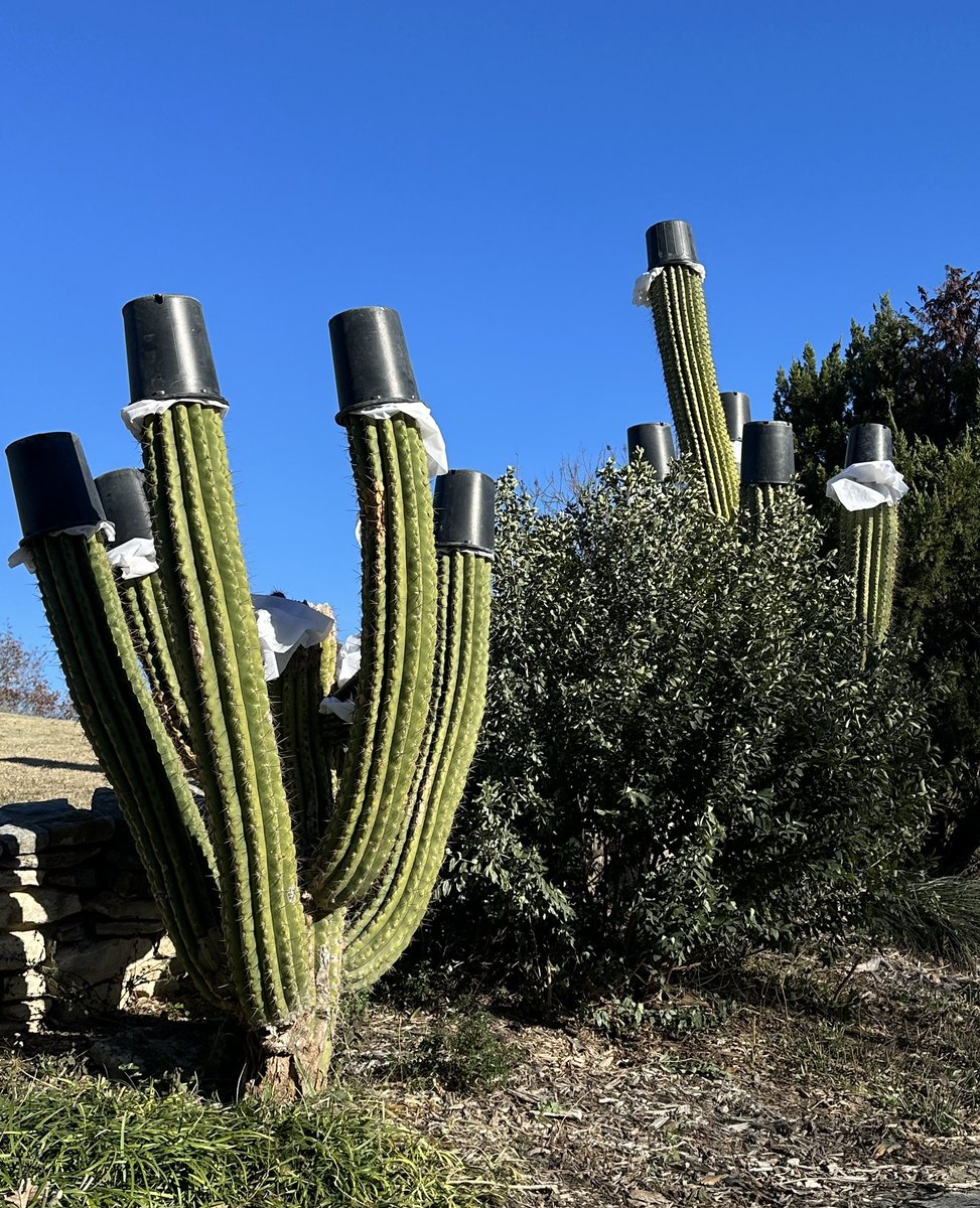 becleartoday's tweet photo. Some cacti will do anything for a laugh. And that’s good for us because laughter is healing.

https://t.co/Q365piRt63

#Laughter #LaughterHeals #laughterIsTheBestMedicine #laughs #chuckles #stressrelief #beclear #beclearmethodtolivingwithbronchiectasis #lindaesposito https://t.co/JLNjKZh7bf