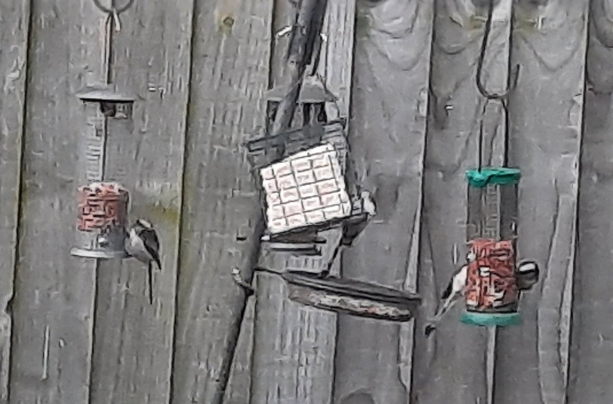 12 long tailed tits on my feeders this morning. The most I have ever seen in my garden. <a href="/BBCSpringwatch/">BBC Springwatch</a>