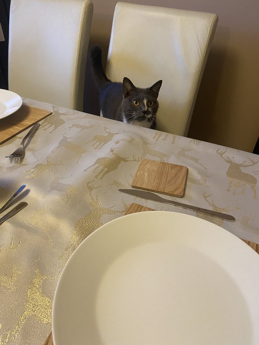 MissusP1975's tweet photo. @PickliciousF Mickey often has to make the same requests @PickliciousF   A kitty of your stature shouldn’t need to have to stoop so low 🙀 https://t.co/878Dr1jHcg