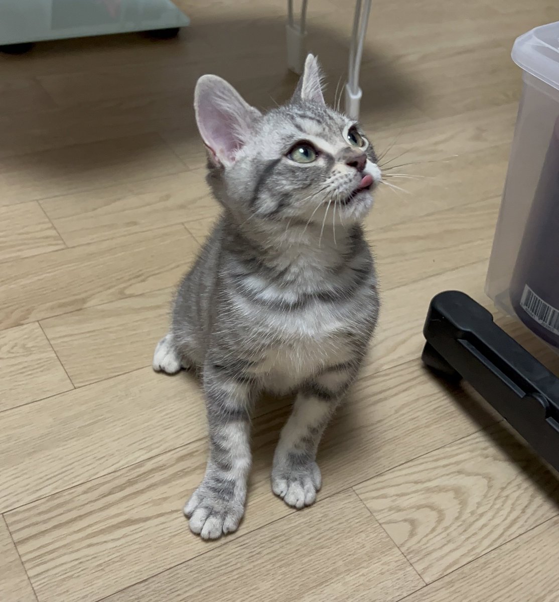 오늘부터 나의 동반묘가 된 [애옹]입니다
이제 나도 고양이 있어!!!