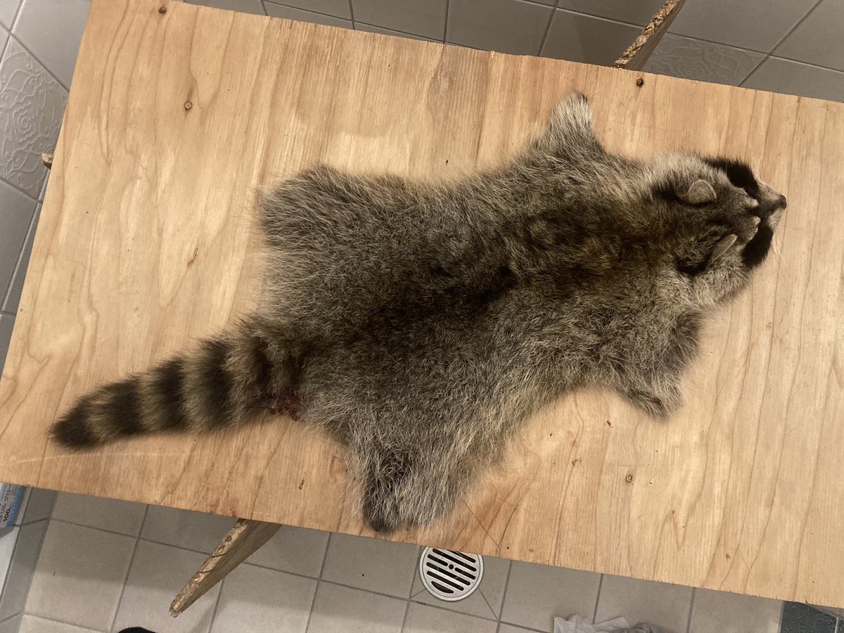 毛皮鞣しの練習。先日獲ったアライグマの皮を剥ぎ、除肉。最初は外で
