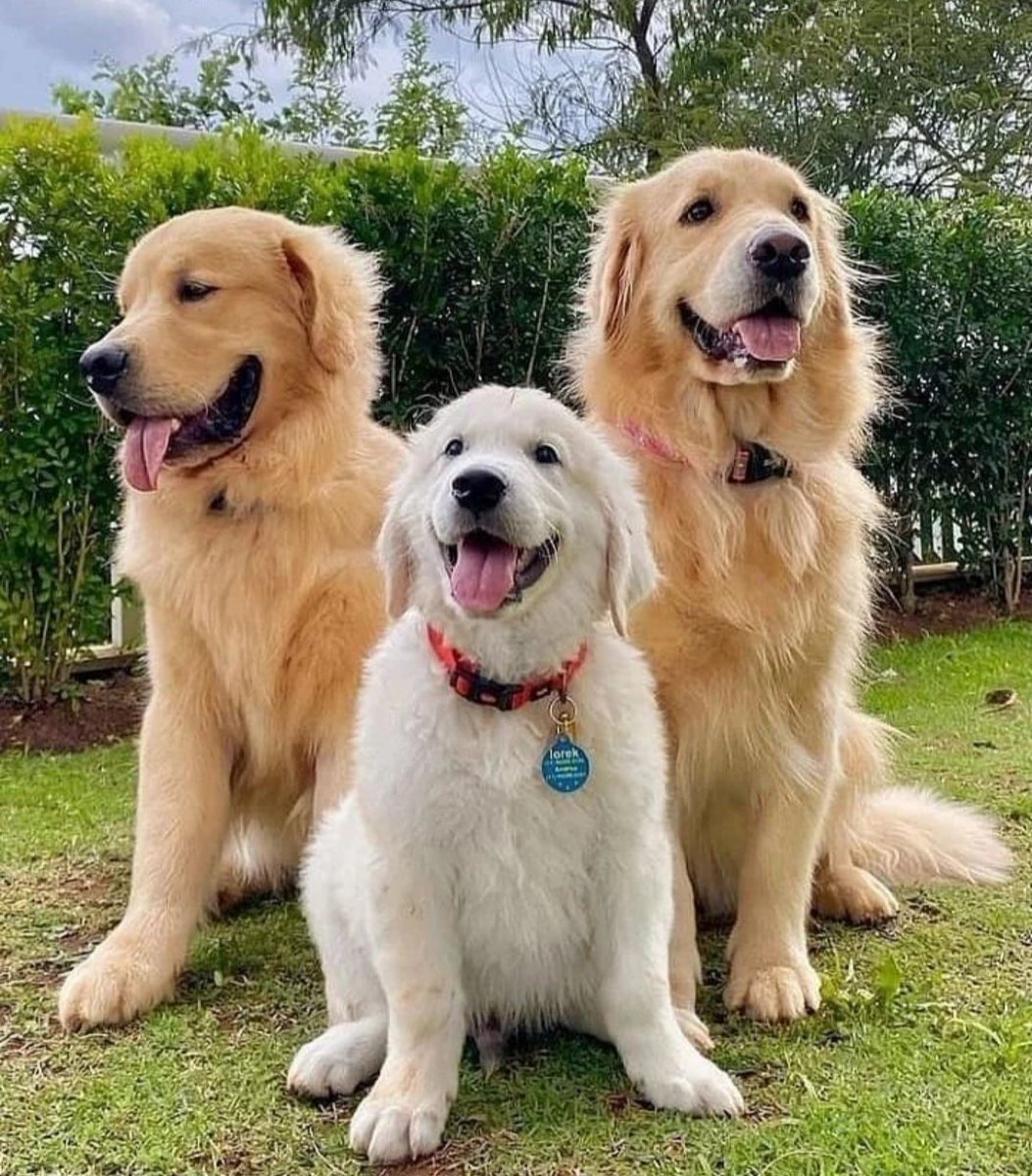 GoldenRetrieveh's tweet image. Say 'yes' if you are a 🐾 Golden Retriever 🐾 lovers or owner 🥰😍
