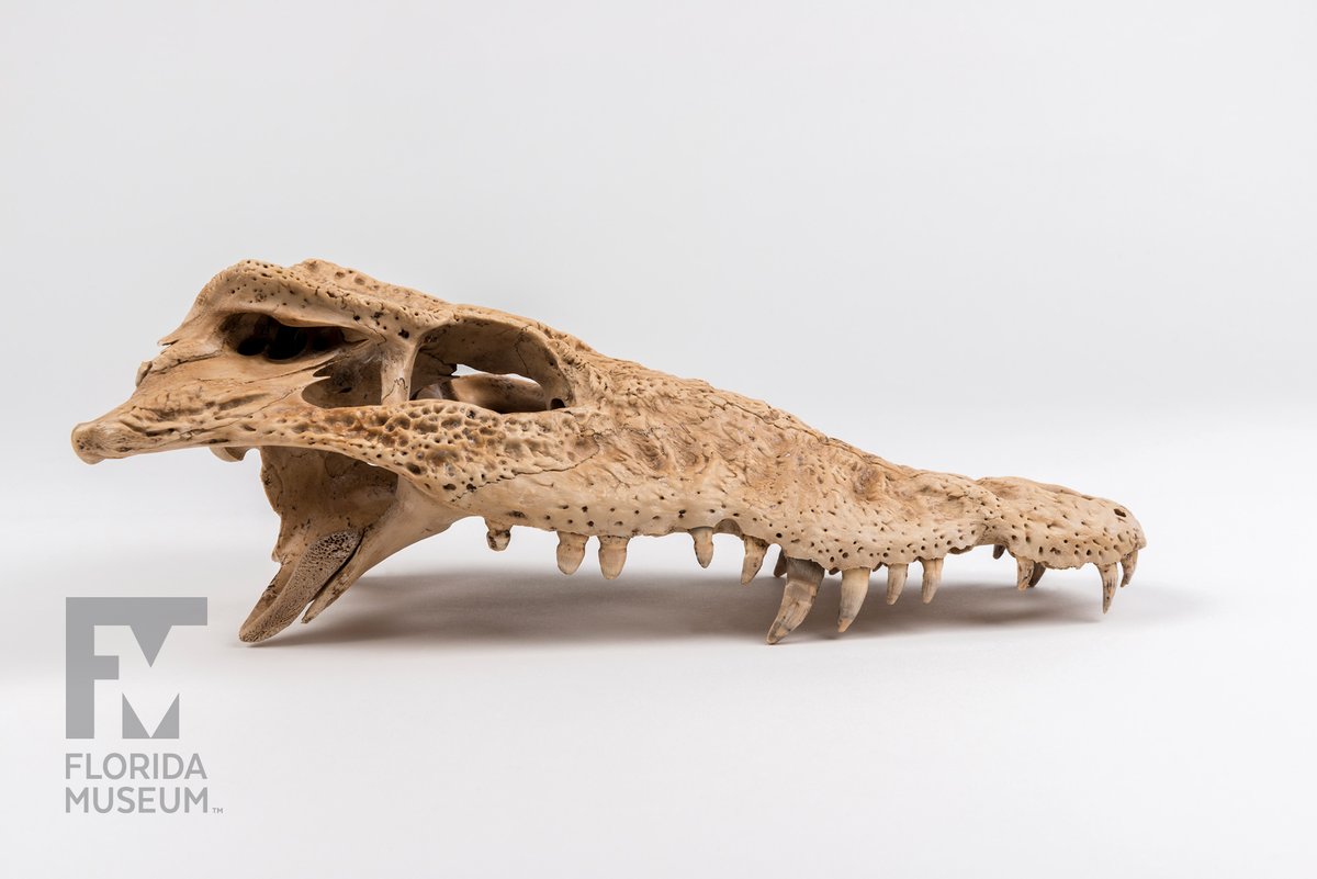 Blue holes in the Bahamas were discovered to be a rich source of well-preserved skeletons of extinct species of tortoises and crocodiles.
Online Exhibit 🐊 Rare, Beautiful &amp; Fascinating
🎧 Read and listen to David Steadman: floridamuseum.ufl.edu/100-years/obje…
Featured: Crocodylus rhombifer