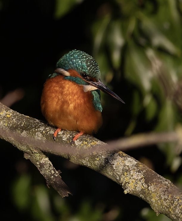 Verulam Park Kingfisher, unworried by admirers and easy to watch.