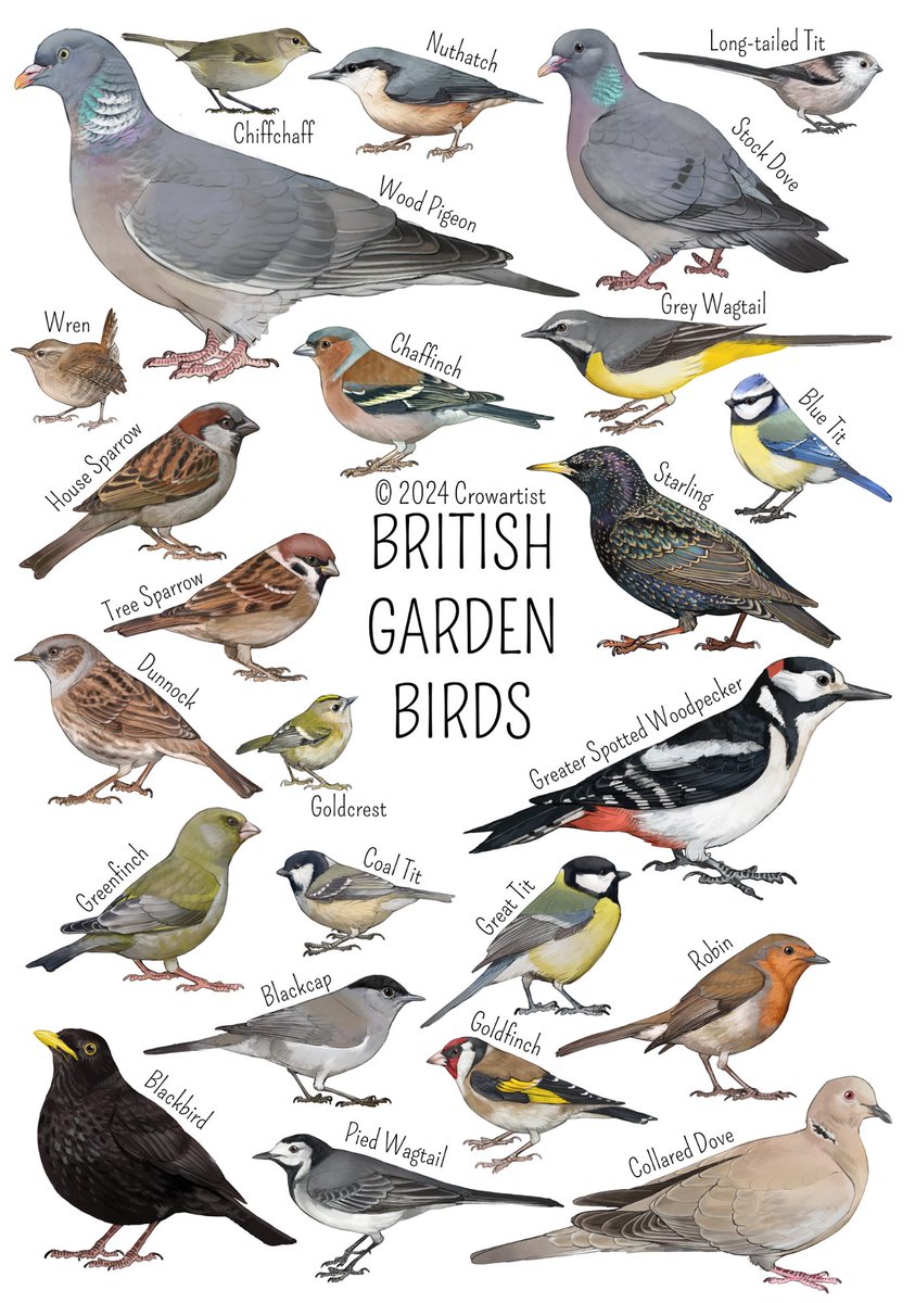 🦩 Crow Artist 🦩 tweet media