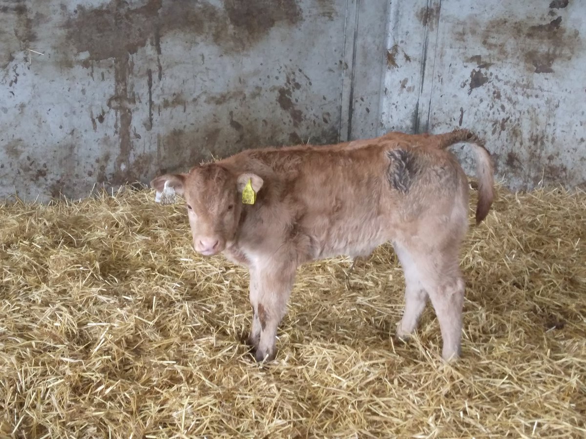 A couple of pb ampertaine magnum calves shaping up nicely roughly 2 weeks 🤩