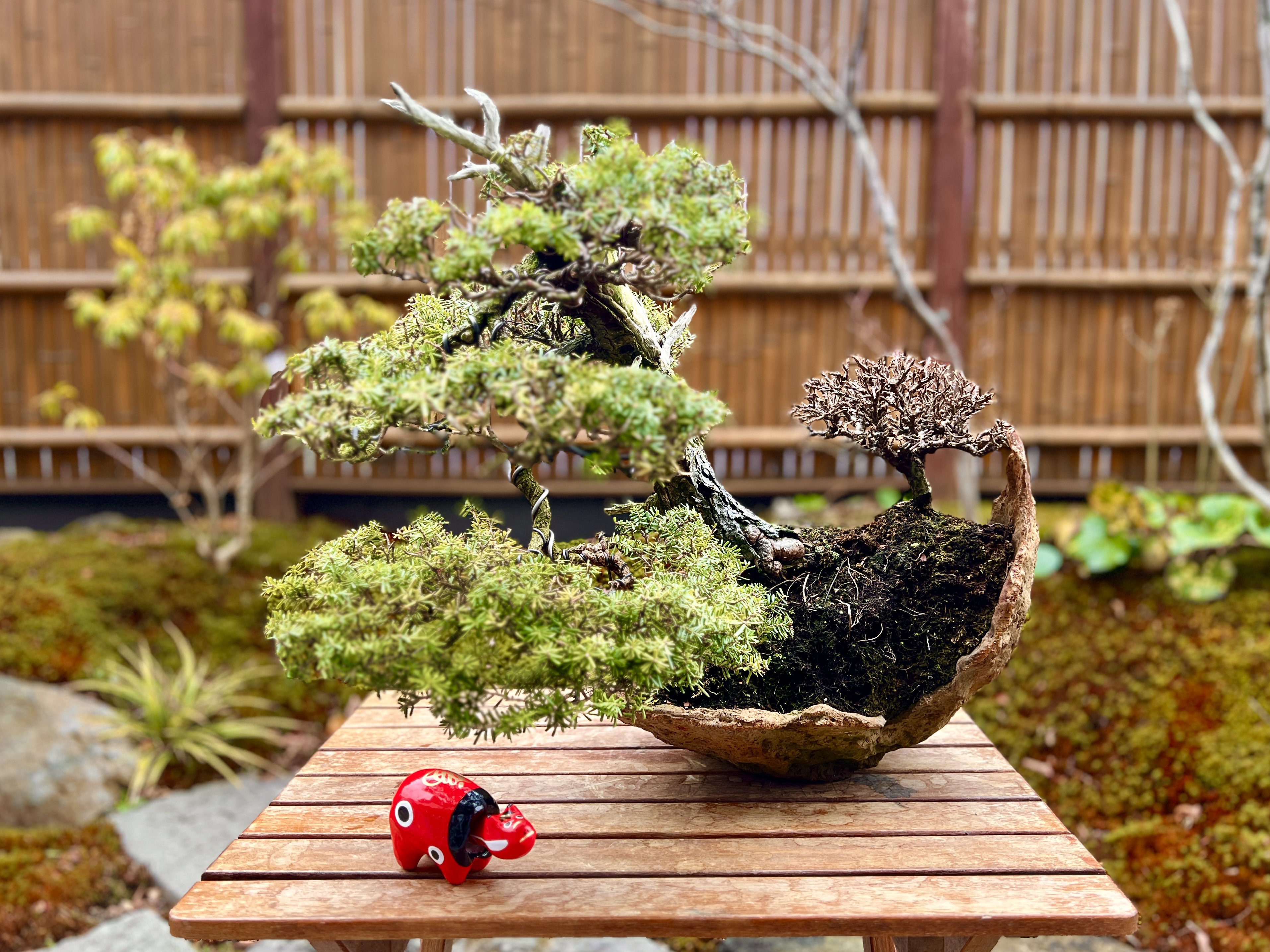 米栂 コメツガ【黄金性】オウゴンショウ 挿し木【泰寿園 Online】現品