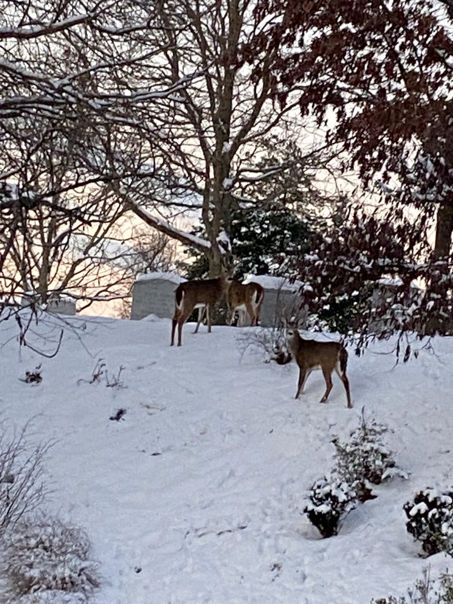 Deer getting an early start for Wreaths Out ⁦@ArlingtonNatl⁩ . Come join us! Dress for the weather .