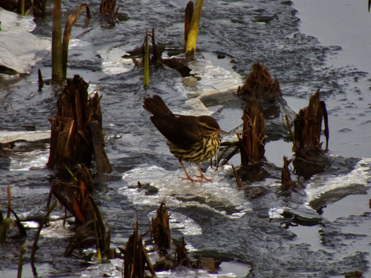AlexWBirding's tweet photo. Northern Waterthrush gave brief but ridiculous views in Heybridge this morning. Well worth cold feet and a 5am start, and also great to do a twitch fully on public transport! https://t.co/NAp9qoUkiT