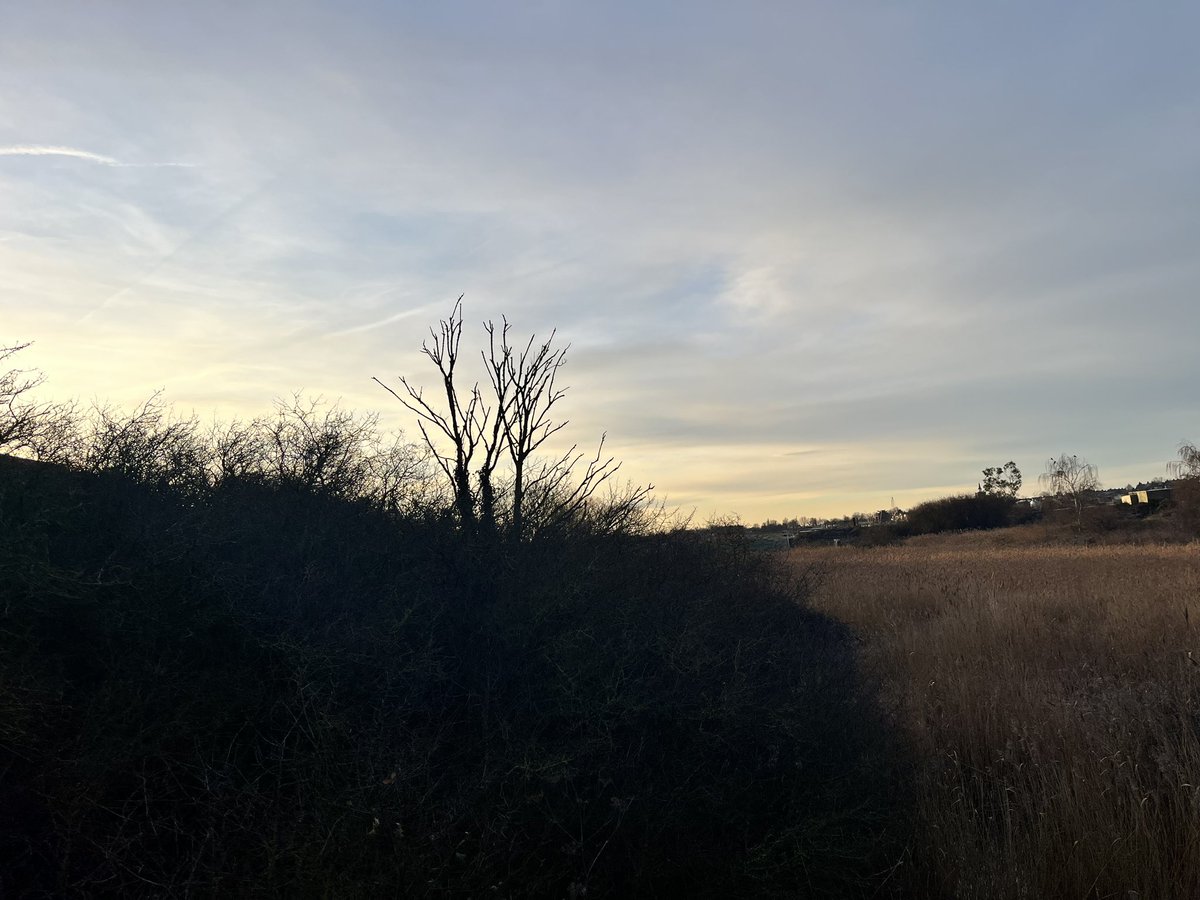 AlexWBirding's tweet photo. Northern Waterthrush gave brief but ridiculous views in Heybridge this morning. Well worth cold feet and a 5am start, and also great to do a twitch fully on public transport! https://t.co/NAp9qoUkiT