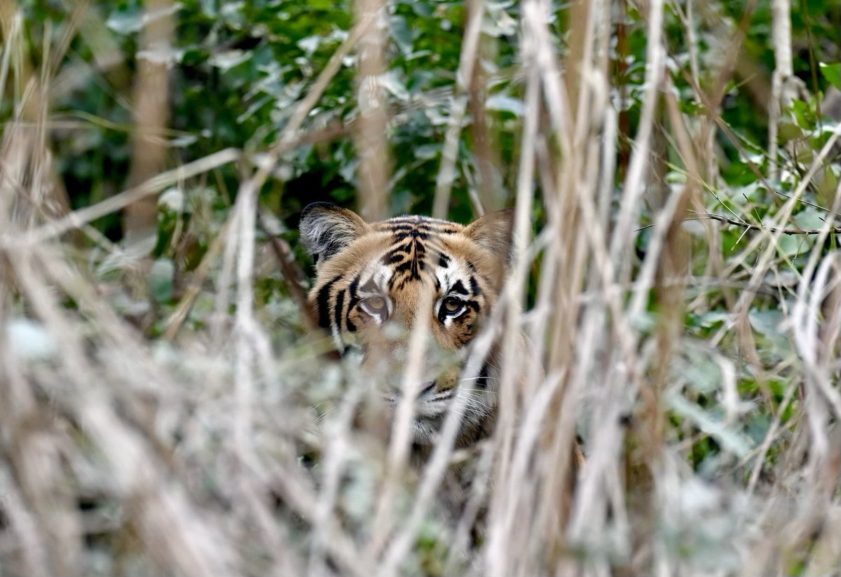 Tigers in Kishanpur Wildlife Sanctuary of Dudhwa Tiger Reserve never fail to mesmerise. What a majestic animal it is… ⁦@ntca_india⁩ ⁦@UpforestUp⁩ ⁦@uptourismgov⁩ ⁦@DudhwaTR⁩