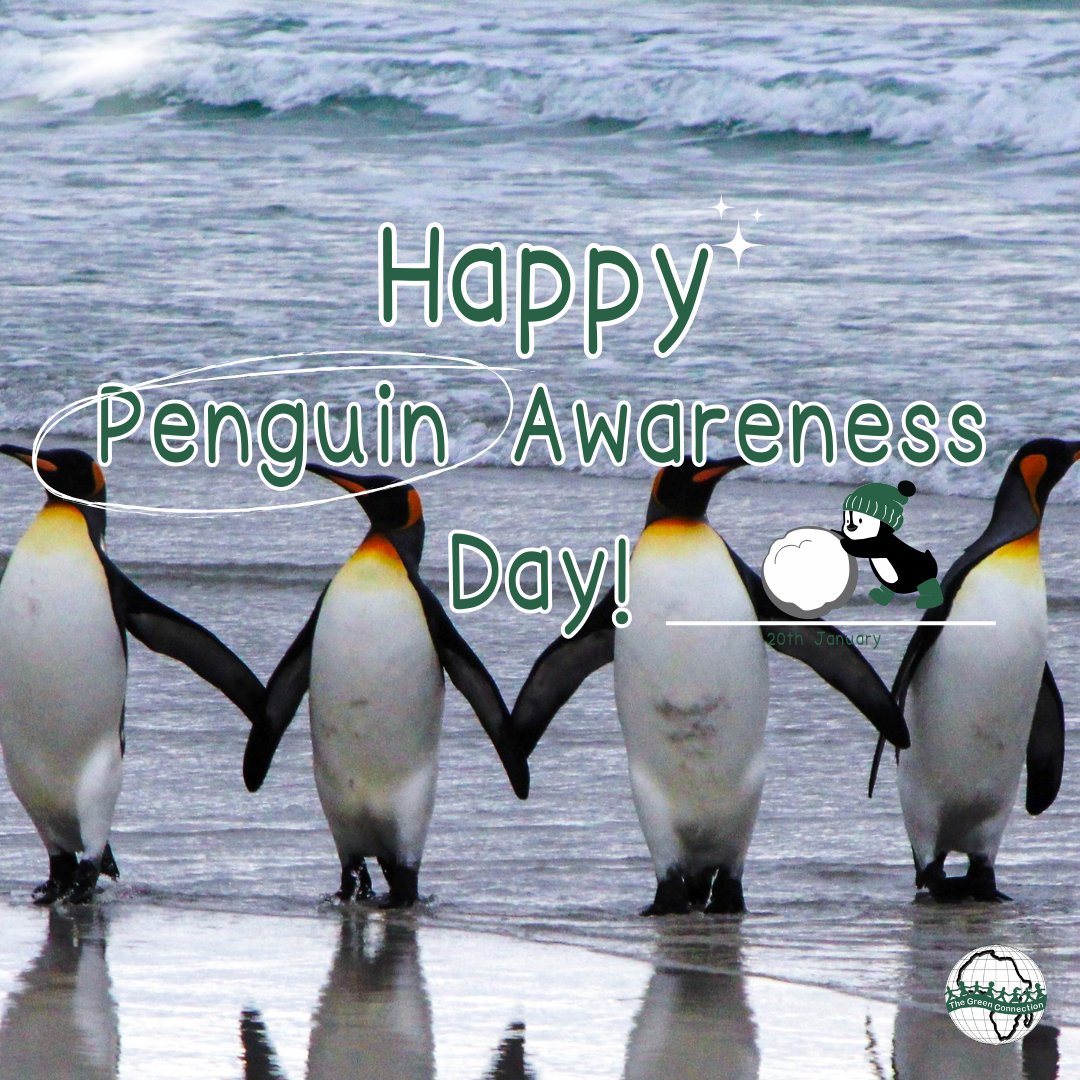 TheGreenConnect's tweet photo. Penguin Awareness Day!
Let’s protect penguins against oil and gas projects in the ocean. 🐧
Sign the petition to halt #oilandgasprojects and make a difference to #saveouroceans. 🌊📝
Petition link below:
https://t.co/21EDj3wD4U https://t.co/52ucJzEbez