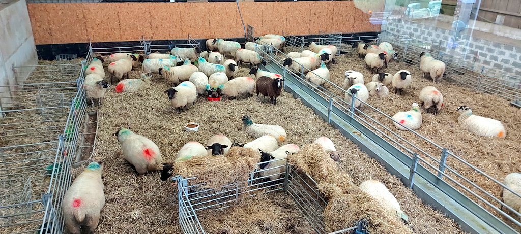 The first group of ladies are in the shed. Only 12 multiples were left out in the field. The rest have been brought in. The first singles will be brought in in about a week's time.

#lambing24 #lambing2024 #lambinglive