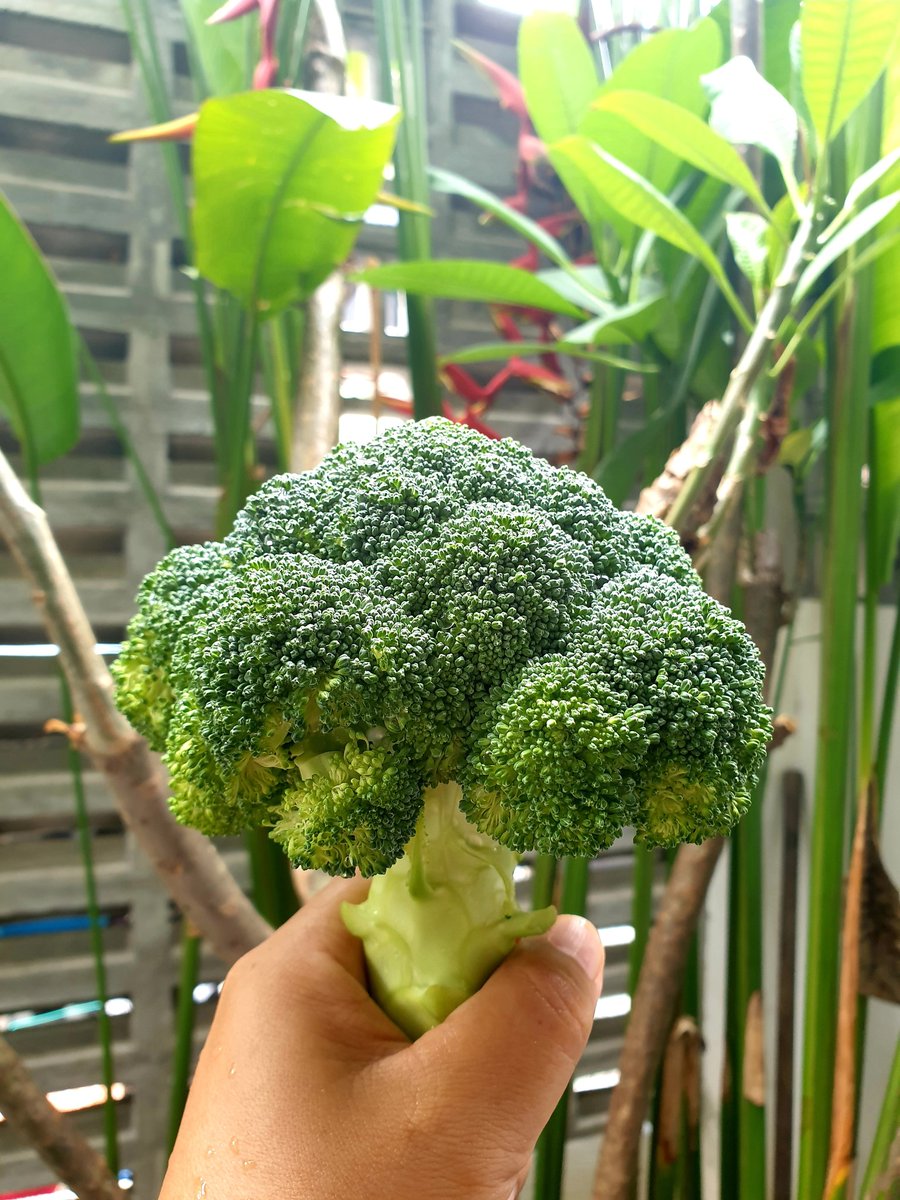 Aidilfitri's tweet photo. Kalau sayang bini jangan bagi bunga... bagi Broccoli!
#HealthIsWealth https://t.co/ZVPwiFPVla
