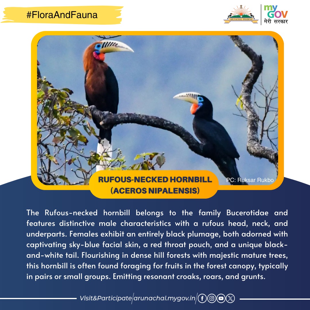 #FloraAndFauna The Rufous-necked hornbill (Aceros nipalensis), a member of the Bucerotidae family, is one of the largest Bucerotine hornbills. This magnificent bird was captured in a stunning photograph amidst the majestic vibrant forest of Kamlang Tiger Reserve in the Lohit.