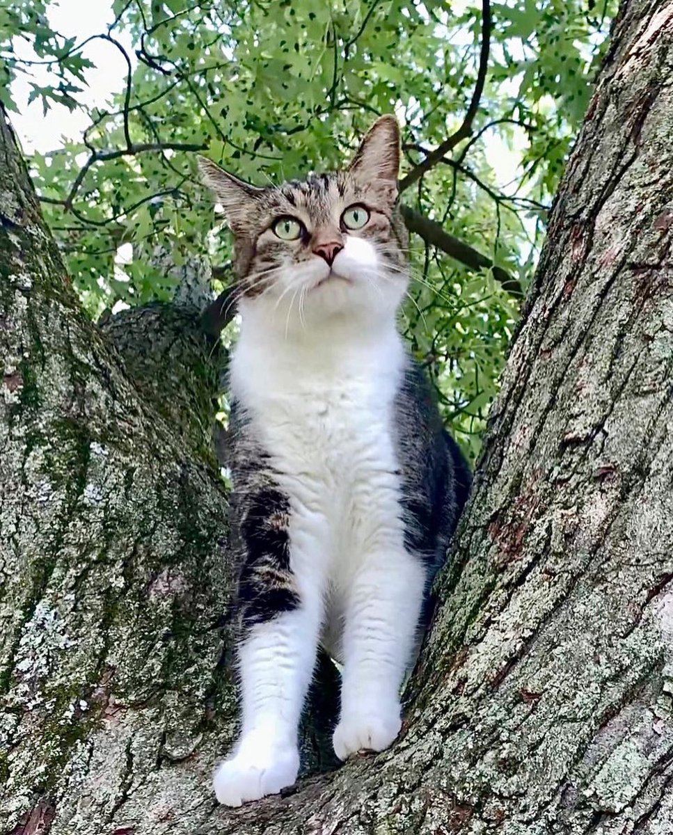 MrKitterstheCat tweet media