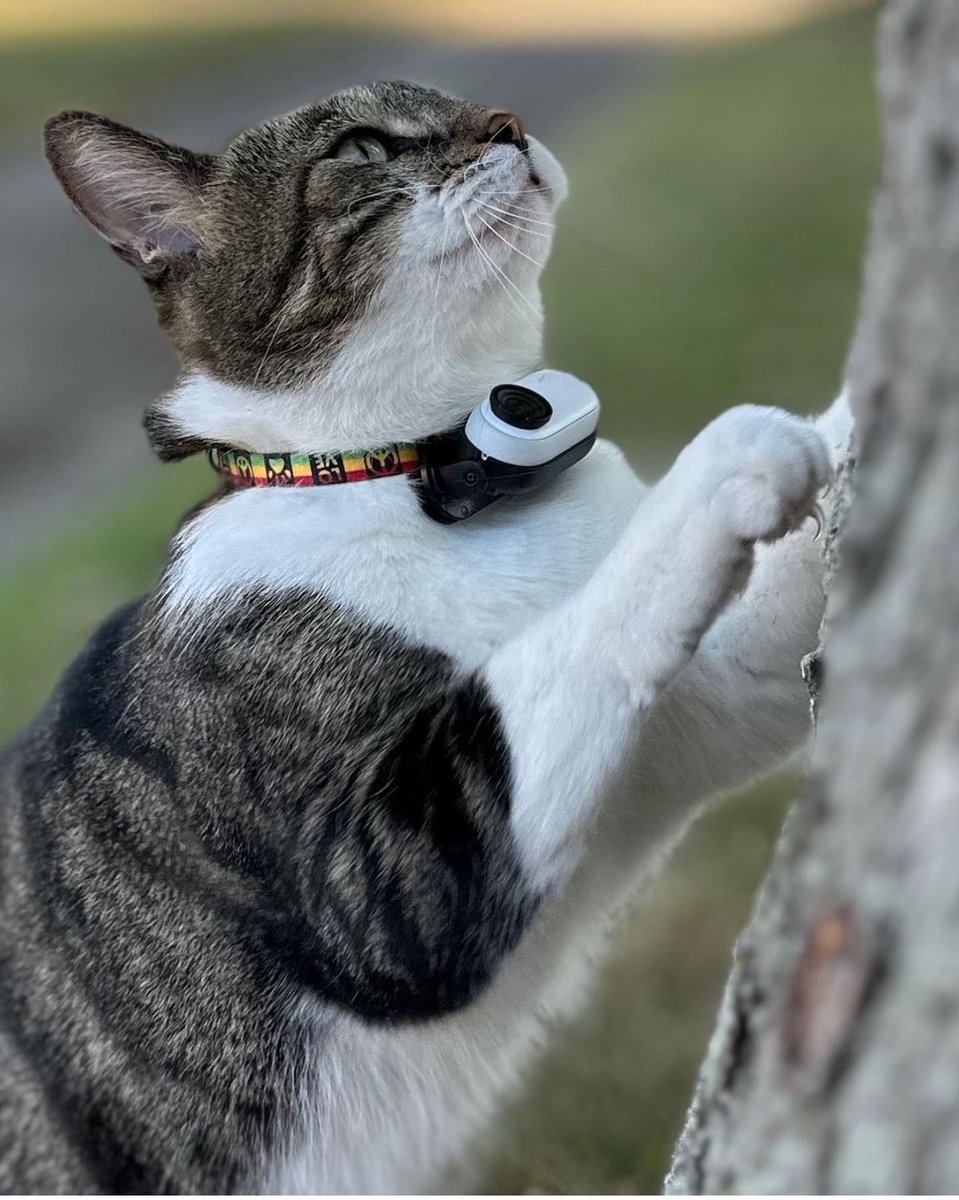 MrKitterstheCat tweet media