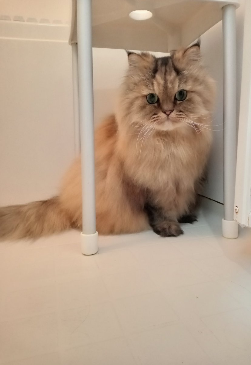 最近お風呂場がお気に入りのチャロ🛁
ちなみに、シャワーは大嫌い😾🚿